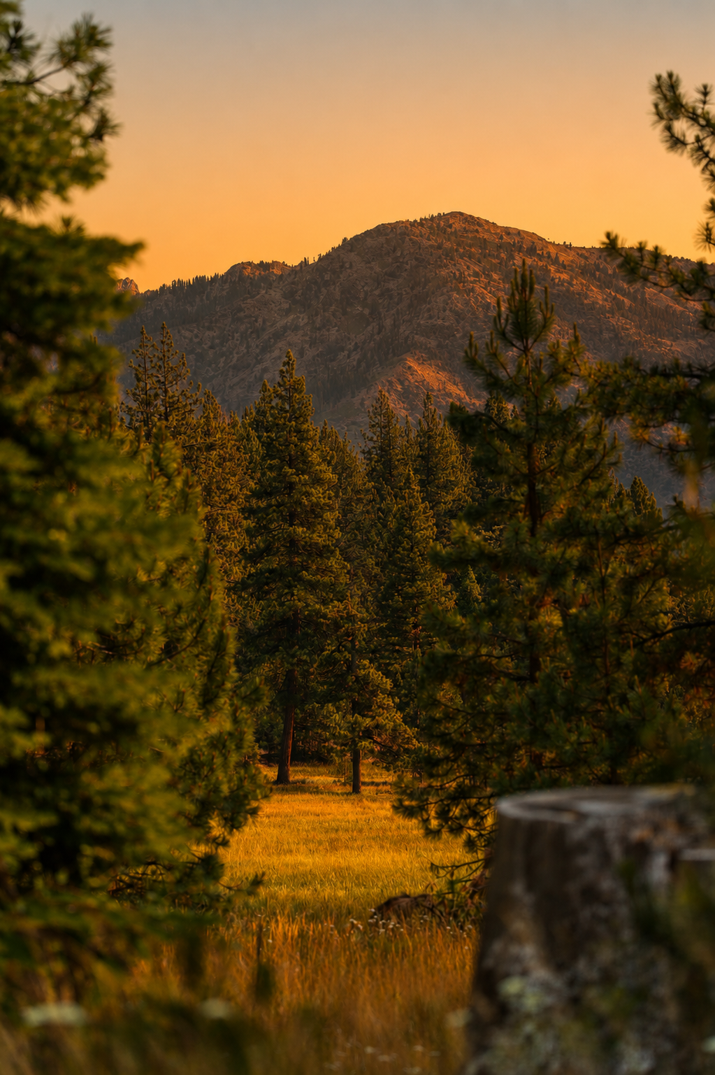 Pine forest and mountain peak at golden hour sunset