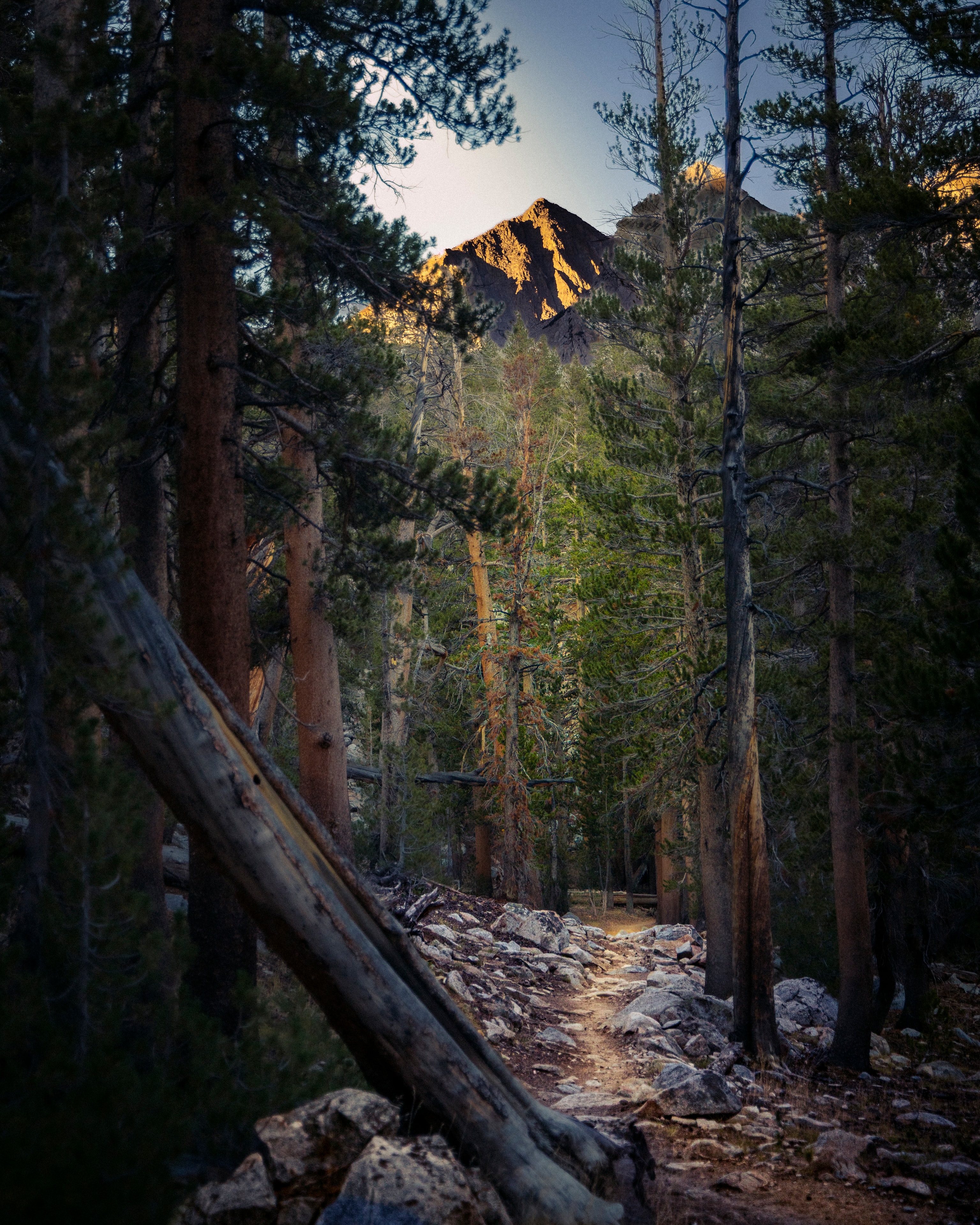 Forest trail through pines with mountain peak at golden hour